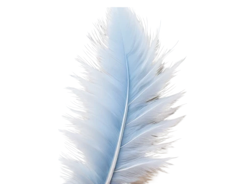 feather,bird feather,chicken feather,peacock feather,white feather,pigeon feather,hawk feather,swan feather,parrot feathers,feather on water,feather headdress,feathers,feather bristle grass,feather jewelry,peacock feathers,color feathers,feather pen,plumes,feathers bird,ostrich feather,Conceptual Art,Daily,Daily 32