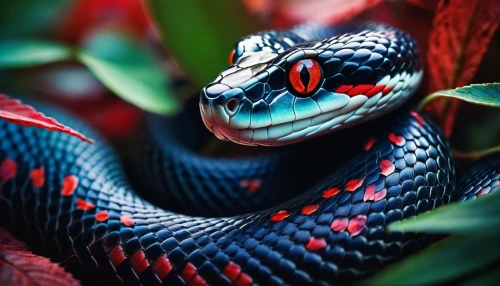 vipera,red bellied black snake,african house snake,reticulatus,thamnophis,garter snake,lampropeltis,pitviper,kingsnake,trimeresurus,red tailed boa,nonvenomous,fire red eyes,black snake,pointed snake,liophis,rat snake,slithered,venomous snake,serpiente,Illustration,Realistic Fantasy,Realistic Fantasy 15