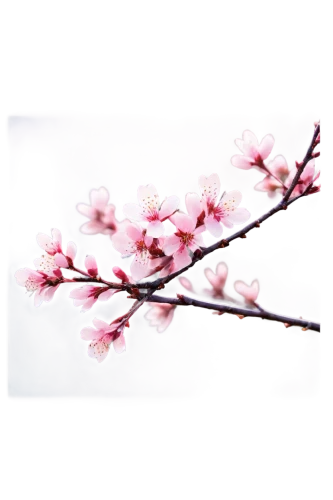 japanese sakura background,cherry blossom branch,japanese floral background,sakura branch,sakura flower,japanese carnation cherry,sakura background,sakura tree,japanese cherry,japanese cherry blossom,sakura flowers,sakura blossoms,sakura cherry tree,plum blossom,sakura blossom,japanese cherry blossoms,hanami,plum blossoms,pink cherry blossom,cherry branches,Conceptual Art,Daily,Daily 10