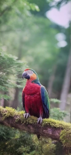 rainbow lory,guatemalan quetzal,quetzal,colorful birds,beautiful macaw,king parrot,rainbow lorikeet,scarlet macaw,turacos,quaker parrot,eclectus,tropical bird climber,macaws of south america,nature bird,disneynature,golden pheasant,toucanet,australian king parrot,macaw,guacamaya