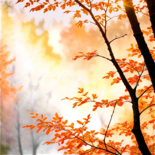 autumn frame,autumn background,autumn forest,round autumn frame,autumn scenery,autumn sun,light of autumn,autumn light,autumn tree,one autumn afternoon,autumn trees,late autumn,autumn leaves,golden autumn,autumn color,beech leaves,autumn,fall foliage,autumn gold,autumn sunshine,Conceptual Art,Oil color,Oil Color 22