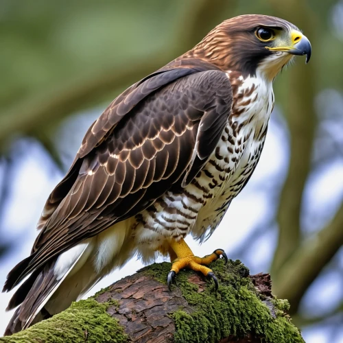 lanner falcon,falconidae,aigle,new zealand falcon,saker falcon,falconiformes,aplomado falcon,caracara,changeable hawk-eagle,red kite,buteo,dyfi,haliaeetus,aigles,red tailed kite,caracara plancus,hawk animal,african eagle,crested hawk-eagle,savannah eagle,Photography,General,Realistic