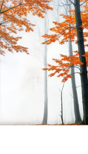 autumn fog,foggy forest,autumn forest,foggy landscape,autumn background,autumn frame,beech trees,mists,autumn scenery,autumn trees,deciduous forest,autumn tree,autumn landscape,ground fog,late autumn,round autumn frame,dense fog,the autumn,mist,autumn morning,Illustration,Realistic Fantasy,Realistic Fantasy 31