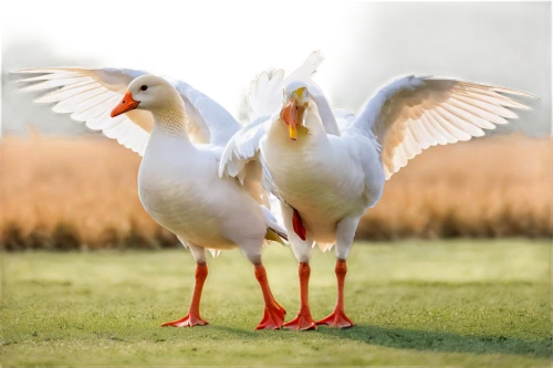a pair of geese,gwe,white storks,cockatoos,swan pair,gooses,bird couple,ibises,canadian swans,white ibis,fowlds,fowls,white pigeons,white stork,aviculture,reiger,cracidae,wildfowl,doves of peace,water fowl,Illustration,Paper based,Paper Based 15