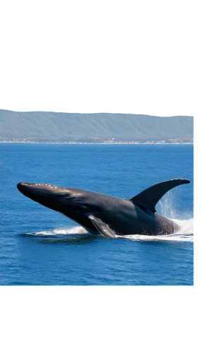 humpback whale,pilot whale,tursiops,macrocephalus,ballena,ballenas,tursiops truncatus,cetacean,northern whale dolphin,blue whale,dorsal fin,humpbacks,humpback,tilikum,makani,cetaceans,whale fluke,baleine,whale tail,delphin,Conceptual Art,Daily,Daily 16