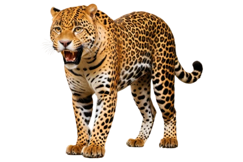 cheetor,derivable,cheeta,gepard,leopardus,tiger png,bengalensis,tigar,leopard,jaguar,bolliger,tigon,jaguares,acinonyx,tigor,cheetah,felidae,tigr,leopardskin,sumatrana,Art,Classical Oil Painting,Classical Oil Painting 31