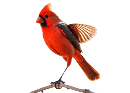 bird png,red bird,orioles,cardinal,red feeder,cardinalis,cardenales,bushshrike,northern cardinal,red cardinal,flame robin,red finch,garrison,redbird,red avadavat,an ornamental bird,birdland,bird illustration,male northern cardinal,tanager,Illustration,Vector,Vector 12