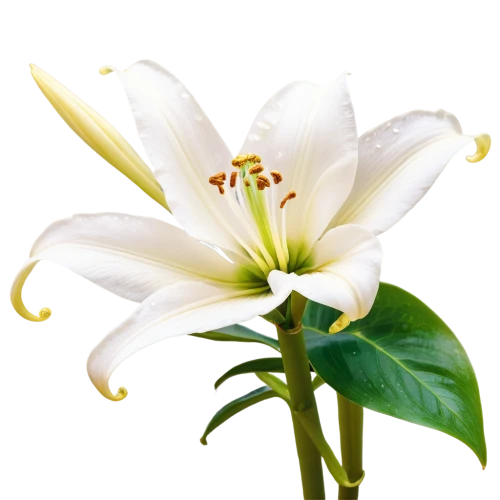 white lily,easter lilies,flowers png,white plumeria,lily flower,lilium candidum,white flower,madonna lily,white trumpet lily,flower background,lilium,hymenocallis,jasminum,lilies of the valley,star of bethlehem,flower wallpaper,delicate white flower,lilies,white cosmos,starflower,Conceptual Art,Fantasy,Fantasy 06