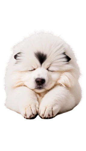 sleeping dog,shoob,zzzz,sleeping cat,sleeps,slep,dog sleeping face,samoyed,nap,zzz,pomeranian,sleepier,sleeping koala,sleepily,samoyedic,fluffernutter,snores,shih tzu,sleepiest,sleeping,Conceptual Art,Graffiti Art,Graffiti Art 01