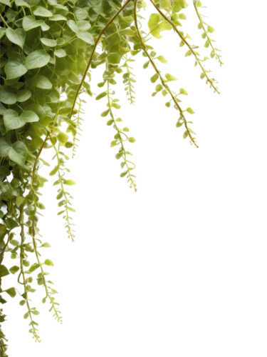 spring leaf background,intensely green hornbeam wallpaper,maidenhair,fern plant,phyllanthaceae,polypodium,adiantum,green wallpaper,pteridium,leaf fern,ferns,dryopteris,lily of the valley,background ivy,wakefern,aaaa,asparagaceae,nature background,spleenwort,pteris,Conceptual Art,Oil color,Oil Color 01