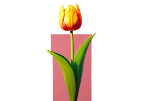 tulip background,pink tulip,flame flower,yellow orange tulip,flowers png,tulip,tulipa,two tulips,flower wallpaper,flower background,lampion flower,tulip blossom,tulip flowers,rose png,fire flower,decorative flower,artificial flower,single flower,lighted candle,flaming torch,Unique,Pixel,Pixel 03