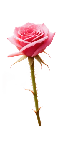 rose png,flowers png,romantic rose,pink rose,rose flower,rosevelt,roseate,valentine flower,rose,rosa,rosevear,flower rose,dried rose,rose flower illustration,pink carnation,landscape rose,regnvåt rose,rosebud,petal of a rose,klatschmohn,Art,Artistic Painting,Artistic Painting 26