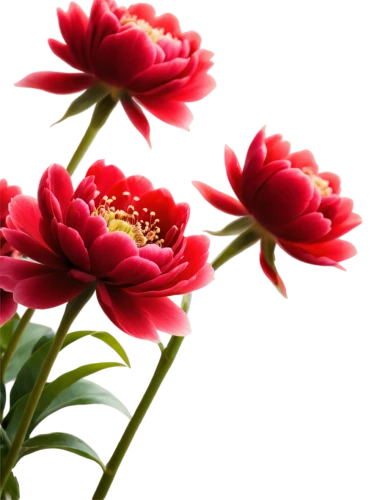 red chrysanthemum,chrysanthemum background,flower wallpaper,flower background,pink chrysanthemum,flowers png,red petals,red flower,chrysanthemum flowers,pink chrysanthemums,red flowers,red carnations,red carnation,chrysanthemum cherry,floral digital background,splendor of flowers,chrysanthemum,carnation flower,red blooms,red dahlia,Conceptual Art,Sci-Fi,Sci-Fi 17