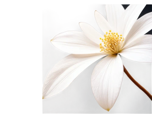 white lily,white cosmos,white flower,the white chrysanthemum,white water lily,white chrysanthemum,white petals,delicate white flower,white blossom,wood daisy background,white dahlia,star magnolia,white magnolia,daisy flower,white daisies,daisylike,wood anemone,chrysanthemum background,white plumeria,flower of water-lily,Art,Classical Oil Painting,Classical Oil Painting 43