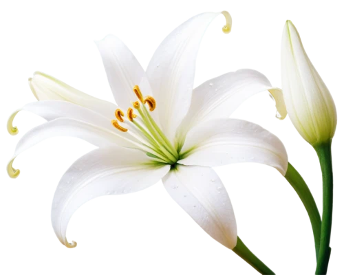 easter lilies,white lily,madonna lily,flowers png,white flower,flower background,lilies of the valley,delicate white flower,white trumpet lily,lily flower,zephyranthes,white floral background,lily of the valley,white petals,lilies,lilium,tulip background,floral digital background,lilium candidum,flower wallpaper,Conceptual Art,Graffiti Art,Graffiti Art 05