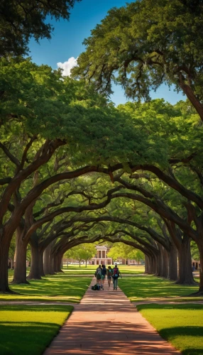 tree-lined avenue,tree lined,tree lined path,tree lined avenue,row of trees,banyan,royal botanic garden,tree lined lane,iolani,pergola,arbor,tulane,magnolia trees,walk in a park,trumpet tree,grove of trees,tree grove,tree canopy,cherry blossom tree-lined avenue,walkway,Art,Classical Oil Painting,Classical Oil Painting 23