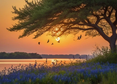 bluebonnets,nature wallpaper,spring nature,bluebonnet,beautiful landscape,nature landscape,blue birds and blossom,netherlands,nature background,flower in sunset,beautiful nature,evening lake,spring morning,the netherlands,background view nature,dutch landscape,landscape nature,holland,lone tree,natural scenery,Photography,General,Natural