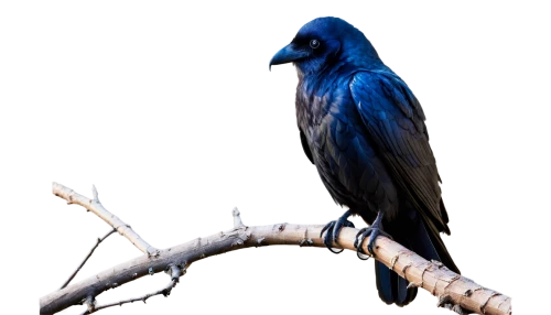 blue macaw,hyacinth macaw,blue parrot,blue jay,bluejay,blue macaws,blue and gold macaw,blue buzzard,blue bird,macaws on black background,blue parakeet,3d crow,nocturnal bird,macaws blue gold,macaw hyacinth,blue and yellow macaw,night bird,macaw,beautiful macaw,woodswallow,Illustration,Black and White,Black and White 20