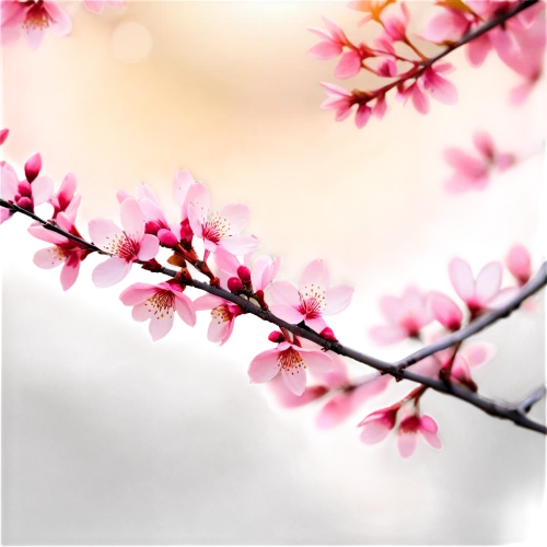 plum blossoms,japanese sakura background,japanese cherry,japanese cherry blossom,hanami,japanese cherry blossoms,japanese floral background,apricot blossom,sakura cherry tree,cherry blossom branch,plum blossom,sakura flowers,sakura blossoms,cherry blossom,cherry blossoms,pink cherry blossom,takato cherry blossoms,sakura flower,sakura background,apricot flowers,Illustration,Black and White,Black and White 32