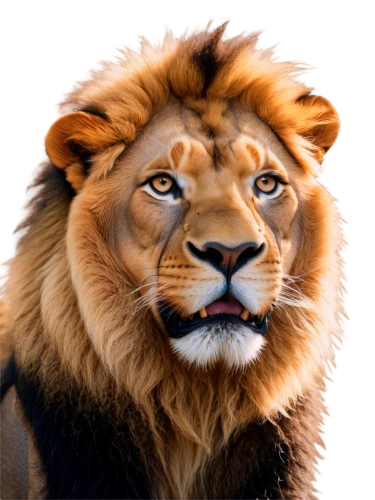 panthera leo,male lion,lion,african lion,female lion,tigon,lion head,magan,forest king lion,lion number,skeezy lion,aslan,lionni,leonine,lion - feline,lion white,kion,iraklion,goldlion,lionore,Conceptual Art,Sci-Fi,Sci-Fi 05