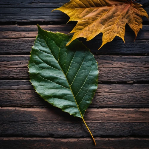 leaf background,wood and leaf,leaf color,brown leaf,magnolia leaf,leaf,walnut leaf,fall leaf,autumn leaf,leaf macro,acorn leaf,tree leaf,young leaf,chestnut leaf,rainy leaf,leaf green,leaves frame,dried leaf,fallen leaf,beech leaf,Photography,General,Fantasy