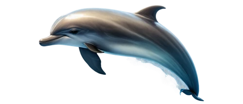 bottlenose dolphin,dolphin background,northern whale dolphin,dolphin,bottlenose dolphins,tursiops,dauphins,porpoise,oceanic dolphins,dolphins,the dolphin,dusky dolphin,cetacean,bottlenose,mooring dolphin,two dolphins,delphinus,dolfin,dolphins in water,porpoises,Illustration,Abstract Fantasy,Abstract Fantasy 06