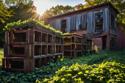 bee farm,abandoned place,abandoned building,abandoned school,bookbuilding,appalachia,abandoned places,a chicken coop,bee house,farmstead,beekeeper plant,apiary,chicken coop,lost place,greenhouse,row of windows,farmstand,ecoterra,brickyards,wooden pallets,Art,Classical Oil Painting,Classical Oil Painting 18