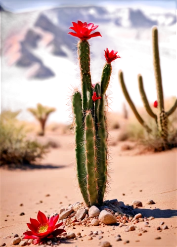 flowerful desert,desert flower,red cactus flower,cactus flower,cactus digital background,desert plant,cactus flowers,echinopsis,cactus,desert rose,desert desert landscape,desert landscape,desert plants,sonoran desert,prickly flower,cacti,capture desert,cactus rose,cactuses,cactaceae,Unique,3D,Panoramic