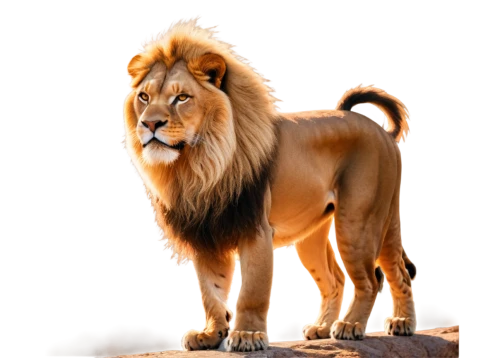 male lion,panthera leo,african lion,lion,aslan,leonine,forest king lion,kion,female lion,lionni,goldlion,mandylion,lion father,iraklion,lion white,lionore,skeezy lion,magan,male lions,lionnet,Conceptual Art,Fantasy,Fantasy 21