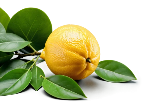 lemon background,lemon wallpaper,lemon tree,lemon - fruit,lemon,lemon tea,slice of lemon,citrus,green oranges,poland lemon,lemons,lemon half,asian green oranges,orange fruit,yellow fruit,lemon lemon,citrus fruit,satsuma,citron,limonene,Conceptual Art,Daily,Daily 13