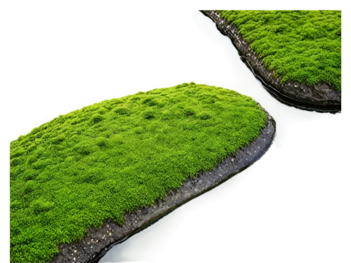 moss landscape,azolla,duckweed,green wallpaper,aaaa,green trees with water,aaa,green landscape,forest moss,bryophyte,tree moss,chloropaschia,microalgae,pondweed,sporophyte,block of grass,green waterfall,chlorophyta,patrol,bladderwort,Conceptual Art,Graffiti Art,Graffiti Art 06