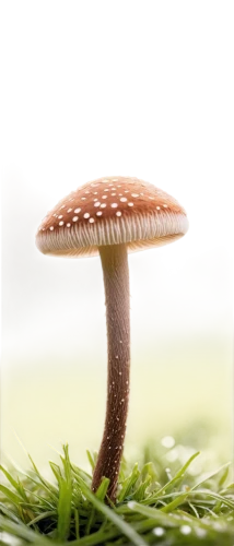 milkcap,clitocybe,conocybe,mushroom landscape,mycena,forest mushroom,marasmius,mini mushroom,inocybe,small mushroom,pluteus,psilocybe,basidiomycete,agaricaceae,agarics,basidiomycota,gymnopilus,mushroom,hygrocybe,psilocybin,Illustration,Retro,Retro 02