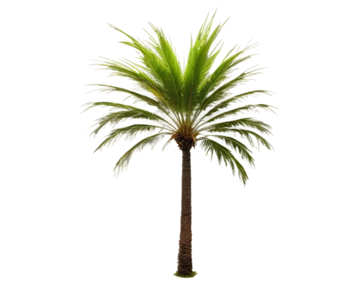 palm tree vector,palmtree,palm tree,palmera,washingtonia,coconut palm tree,arecaceae,palmetto,wine palm,palm,fan palm,coconut tree,easter palm,coconut palm,palmettos,palm pasture,palm blossom,palm fronds,palm in palm,palmitic,Photography,Documentary Photography,Documentary Photography 04