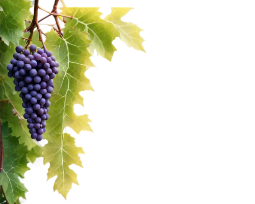 purple grapes,blue grapes,grape vine,wine grape,wine grapes,currant decorative,grapes,red grapes,currant branch,bright grape,winegrape,vineyard grapes,currant berries,wood and grapes,table grapes,fresh grapes,elder berries,vitis,unripe grapes,grapevines,Conceptual Art,Sci-Fi,Sci-Fi 01