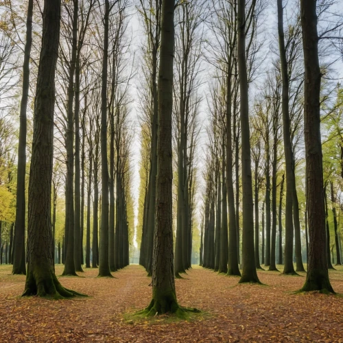 beech trees,row of trees,poplars,cypresses,beech forest,grove of trees,metasequoia,copses,tree lined,germany forest,deciduous forest,tree grove,arbres,chestnut forest,the trees,golden trumpet trees,european beech,trees,spruce forest,tree lined avenue