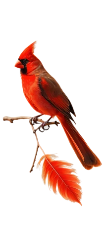 bird png,red bird,cardinalis,cardinal,scarlet honeyeater,flame robin,redbird,red avadavat,northern cardinal,cardenales,red cardinal,bushshrike,cardinals,orioles,benfica,red beak,crimson finch,tanager,cardinal points,red feeder,Illustration,Black and White,Black and White 21