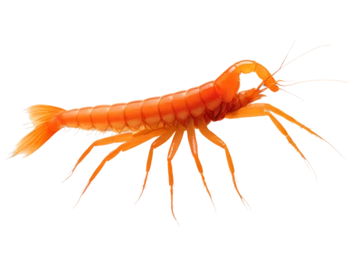krill,freshwater prawns,copepod,amphipod,bartonella,centipede,metacercariae,citronella,north sea shrimp,garrison,copepods,amphipods,arctic sweet shrimp,pylori,polychaetes,prawn,springtail,tetrahymena,clostridium,pilselv shrimp,Photography,Documentary Photography,Documentary Photography 15