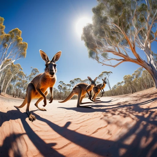 australian wildlife,kangaroo mob,kangaroos,kangas,macropods,macropus,kangaroo,wallaroo,south australia,downunder,macropus giganteus,macropus rufogriseus,australia,wallaby,marsupials,dingoes,eastern grey kangaroo,wallabies,roos,kangaroo with cub,Illustration,Paper based,Paper Based 27