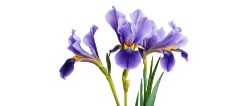 flowers png,tulipan violet,purple tulip,dwarf iris,purple crocus,violet tulip,african lily,iridaceae,crown chakra flower,dutch iris,camassia,crocus,brodiaea,crocus flowers,croci,lavender flower,purple flower,irises,purple irises,the lavender flower,Art,Artistic Painting,Artistic Painting 05