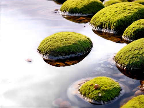 duckweed,azolla,pondweed,moss landscape,aquatic plant,aquatic plants,hydrilla,aquatic herb,macrophytes,water lilies,lily pad,salvinia,eutrophication,water lily,lily pads,green bubbles,watermilfoil,marimo,waterlilies,glasswort,Photography,Artistic Photography,Artistic Photography 15