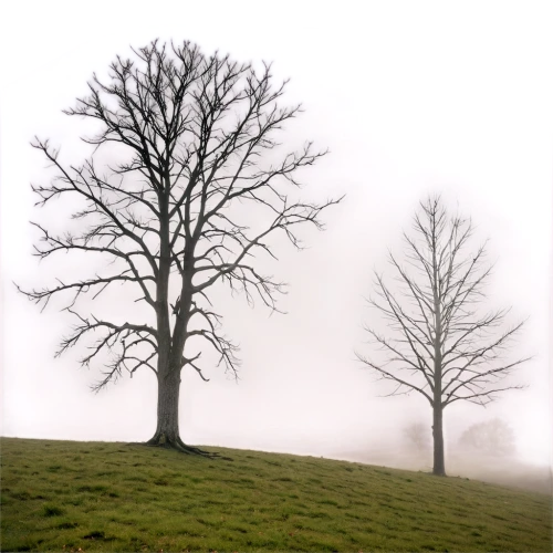 walnut trees,metasequoia,arbre,beech trees,isolated tree,foggy landscape,tree thoughtless,chestnut trees,lone tree,two oaks,cypresses,deciduous trees,celtic tree,arbres,lonetree,copses,ground fog,linden tree,deciduous tree,the trees,Illustration,Vector,Vector 04