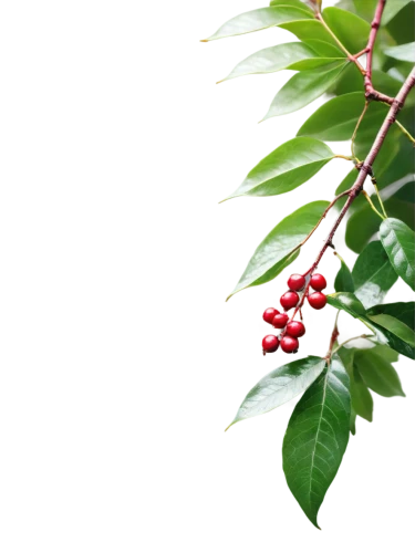 mountain ash berries,holly berries,winterberry,rowanberry,mistletoe berries,red berries,accoceberry,holly leaves,cherry branch,red green,bearberry,barberry,ripe berries,red and green,erythroxylum,swedish mountain ash,fir tree decorations,henneberry,ardisia,cotoneaster,Conceptual Art,Sci-Fi,Sci-Fi 16