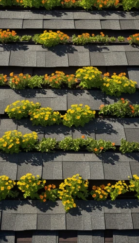 roof landscape,roof garden,house roofs,marigolds,flower strips,house roof,violas,falling flowers,roof tiles,grass roof,tiled roof,mimulus,flower boxes,rosewall,roofs,the old roof,susans,flower clock,roof,terraces,Photography,Documentary Photography,Documentary Photography 37