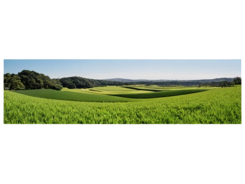 grain field panorama,aaaa,green fields,green landscape,greenfeld,landscape background,aaa,greensward,panorama from the top of grass,greenfields,kericho,green meadow,green wallpaper,windows wallpaper,biopesticides,farm background,arable,croplands,wiltshire,agribusinesses,Conceptual Art,Daily,Daily 04