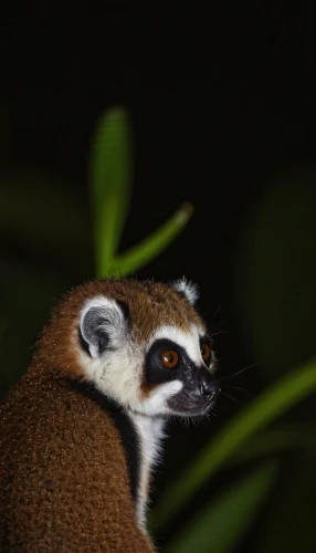 lemur,madagascan,eulemur,north american raccoon,ringtail,saola,madagascariensis,panata,madagascans,madagascar,mpala,sidik,male portrait,mustelid,muriqui,panguna,steenbok,fasciatus,sanguineus,tanuki