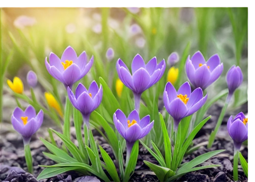 crocuses,crocus flowers,purple crocus,tulip background,crocus,croci,flower background,spring background,crocus vernus,purple tulip,flower wallpaper,tulipan violet,flowers png,springtime background,easter background,defends,nature background,violet tulip,violet flowers,purple wallpaper,Photography,Fashion Photography,Fashion Photography 18