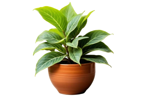 potted plant,money plant,green plant,houseplant,dark green plant,philodendron,calathea,hostplant,pot plant,container plant,plant pot,aromatic plant,plant,rank plant,fern plant,resprout,oil-related plant,lantern plant,potted palm,indoor plant,Illustration,Realistic Fantasy,Realistic Fantasy 10