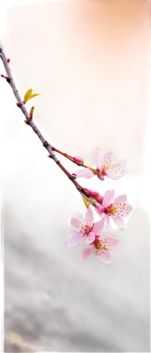 cherry blossom branch,plum blossoms,sakura branch,plum blossom,sakura flower,japanese cherry,the plum flower,apricot blossom,japanese cherry blossom,apricot flowers,japanese sakura background,sakura cherry tree,sakura blossom,sakura flowers,sakura blossoms,japanese cherry blossoms,hanami,takato cherry blossoms,flowering cherry,prunus,Illustration,Retro,Retro 02