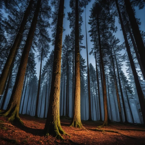 fir forest,coniferous forest,germany forest,spruce forest,pine forest,bavarian forest,forest dark,mixed forest,black forest,forest,pine trees,forest floor,forest tree,forests,larch forests,the forest,the forests,forest glade,metasequoia,forestland,Photography,General,Realistic