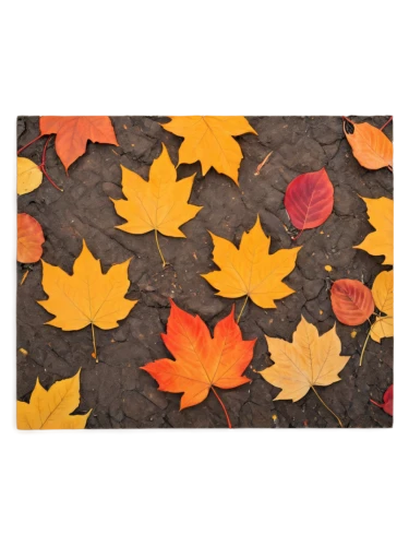 autumn background,leaf background,fall leaf border,autumn icon,autumn leaf paper,autumnal leaves,colored leaves,fallen leaves,fall leaves,autumn theme,autumn frame,autumn leaves,colorful leaves,round autumn frame,fall leaf,autumn pattern,leaves frame,fall icons,reddish autumn leaves,fall picture frame,Illustration,Black and White,Black and White 10